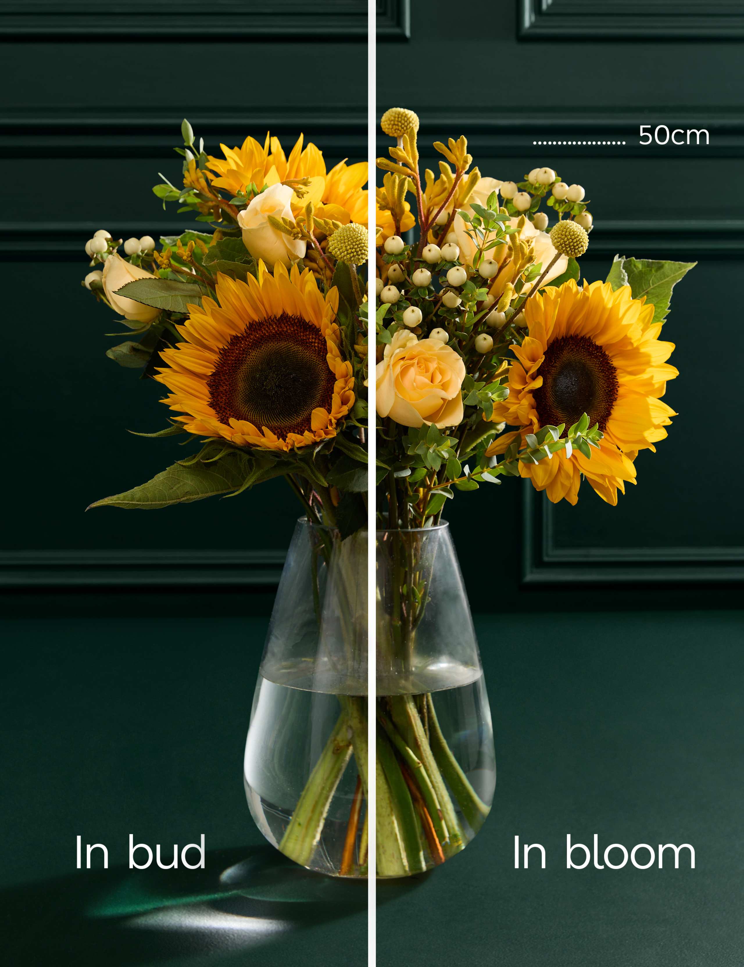 Sunflower & Kangaroo Paw Bouquet 5 of 7