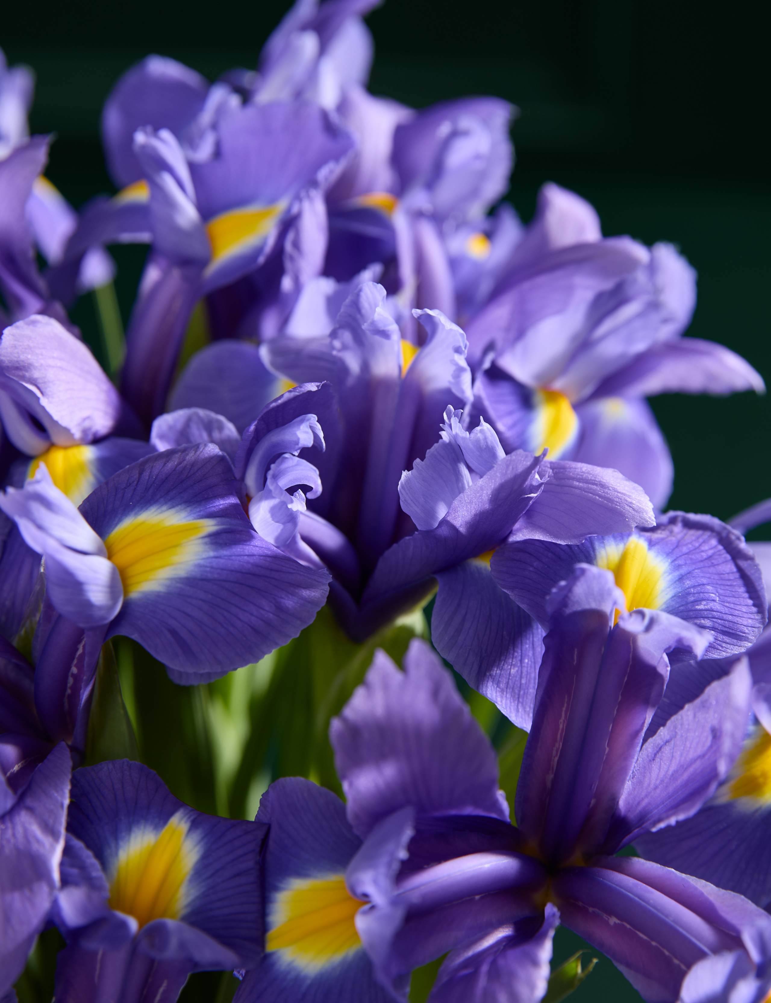 Blue Iris Letterbox Flowers 3 of 6