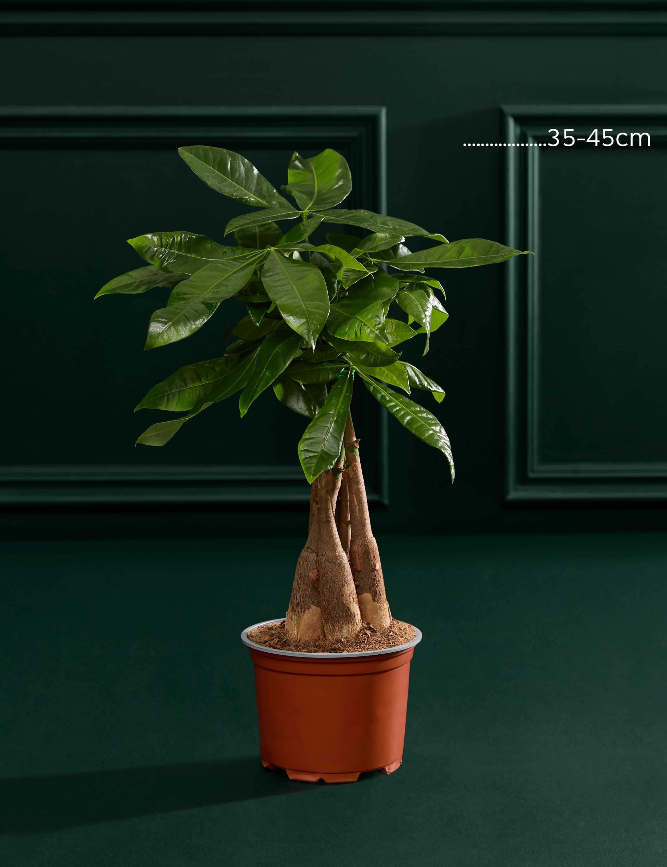 Money Tree In Grow Pot 3 of 3