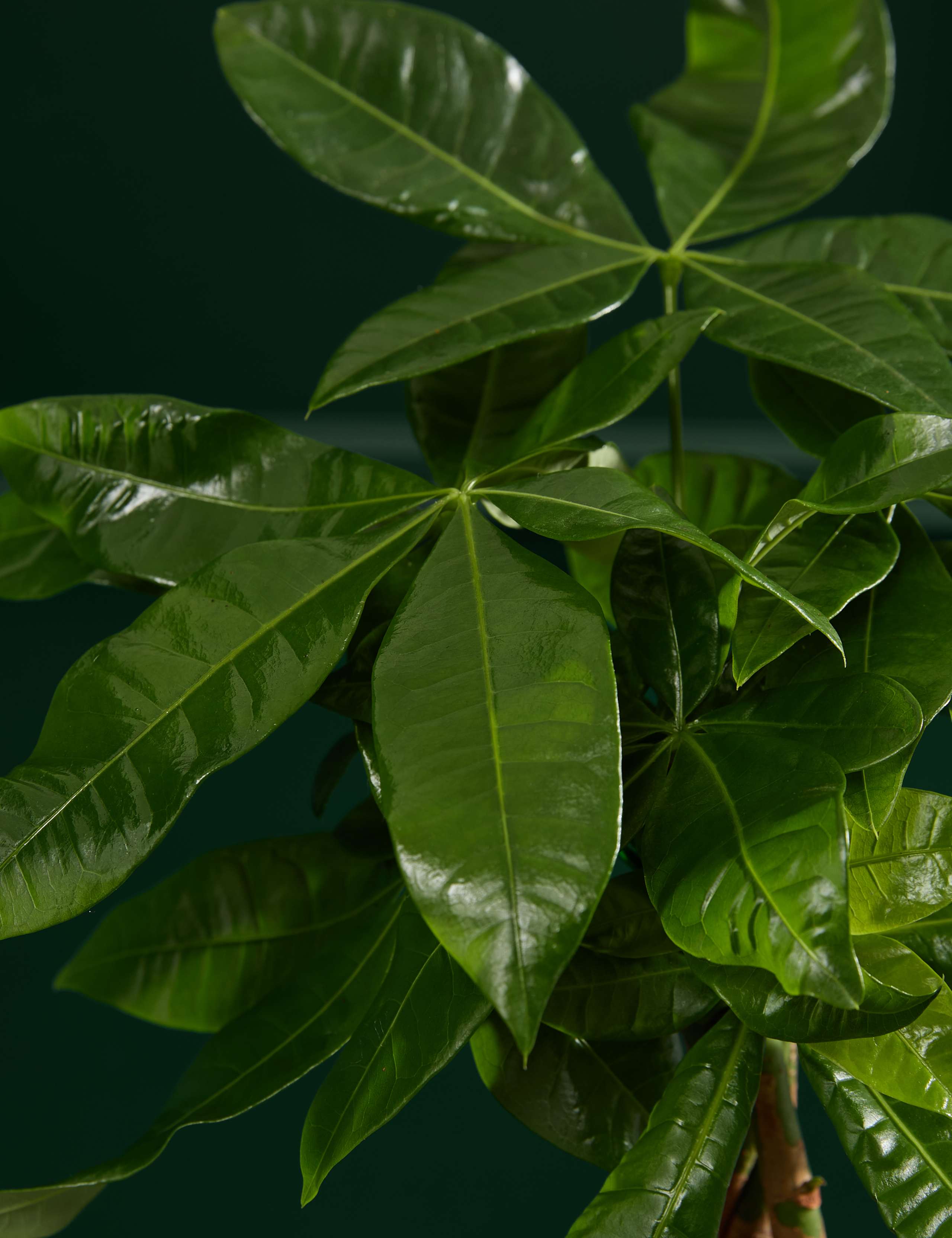 Money Tree In Grow Pot 2 of 3