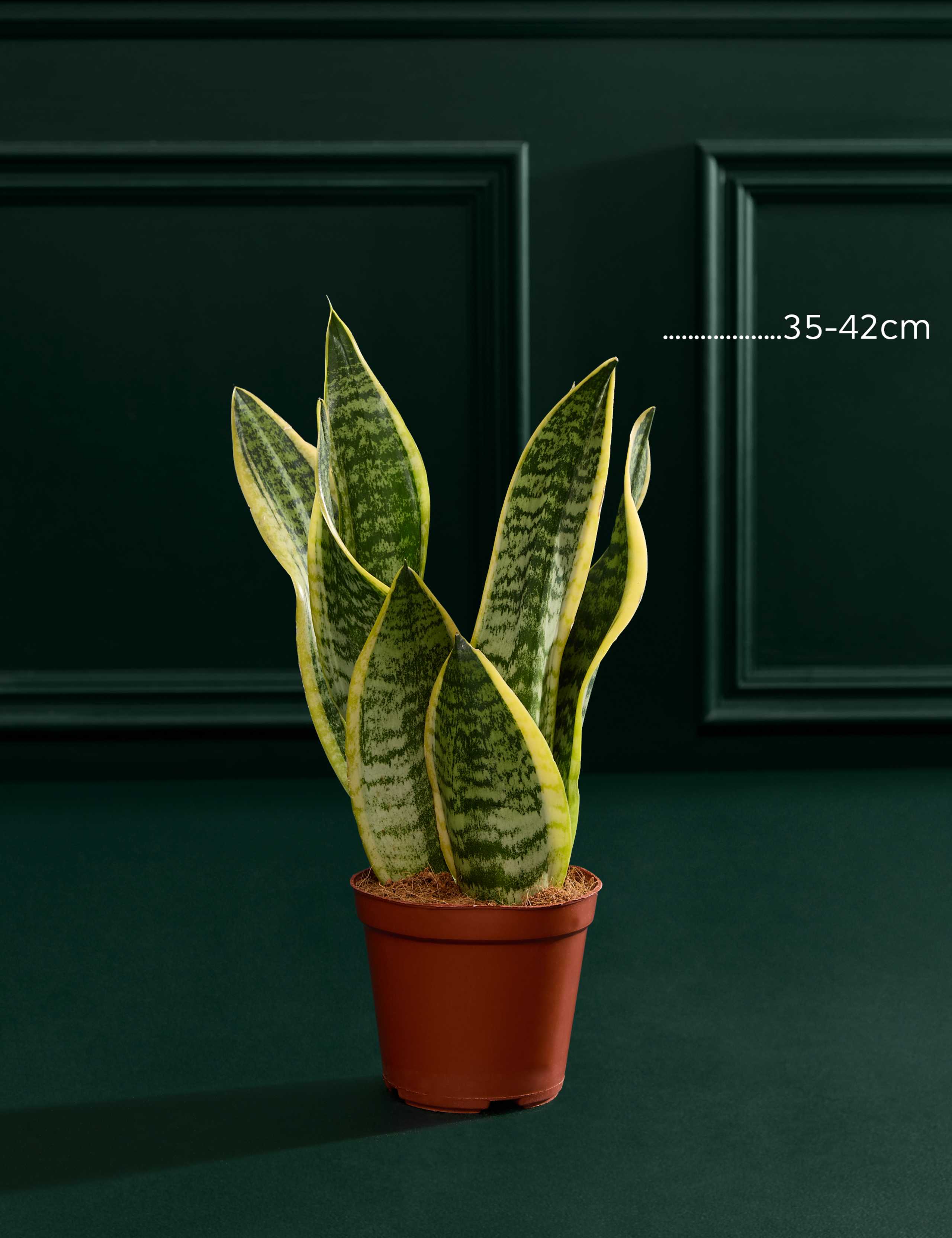 Snake Plant In Grow Pot 3 of 3