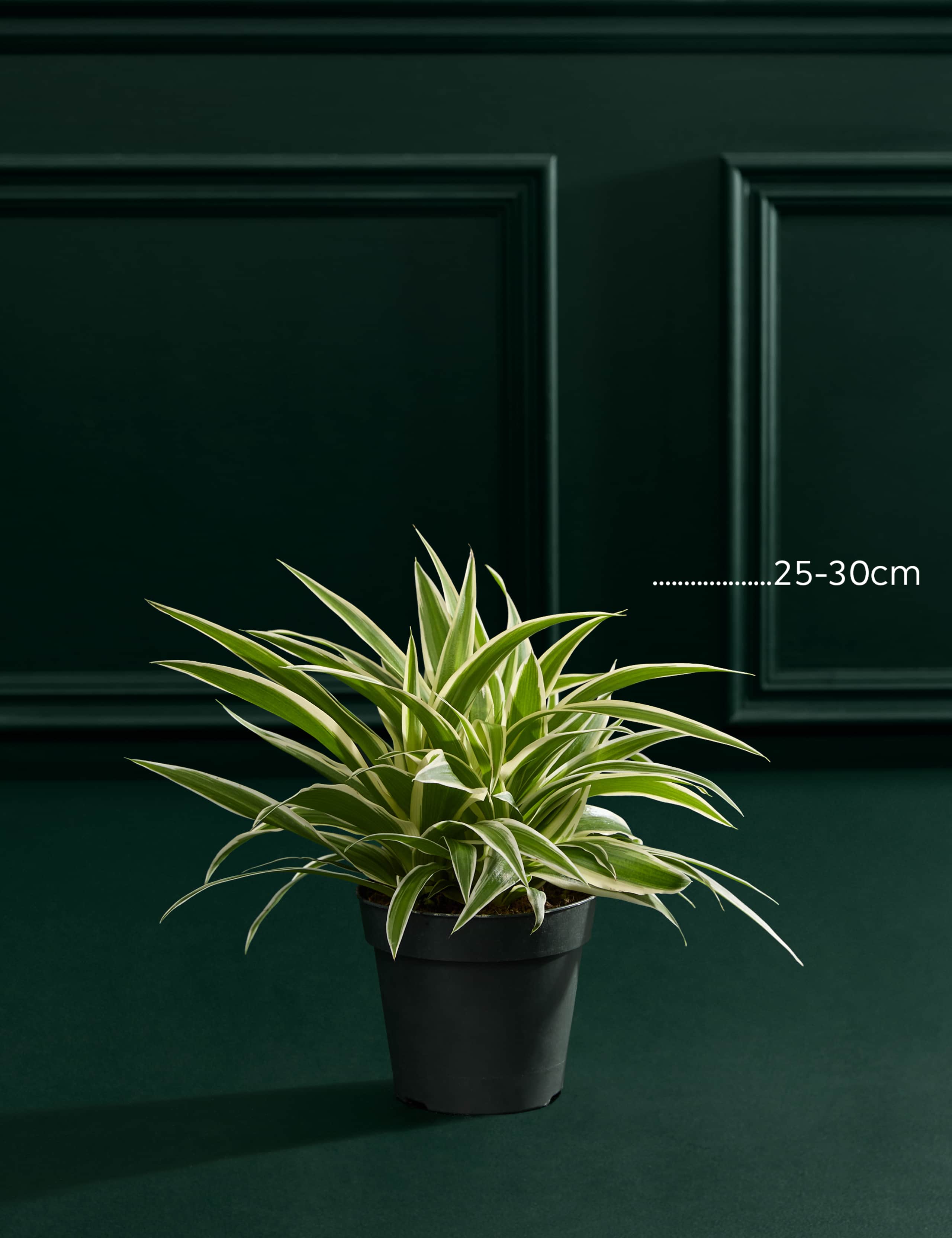Spider Plant In Grow Pot 3 of 3