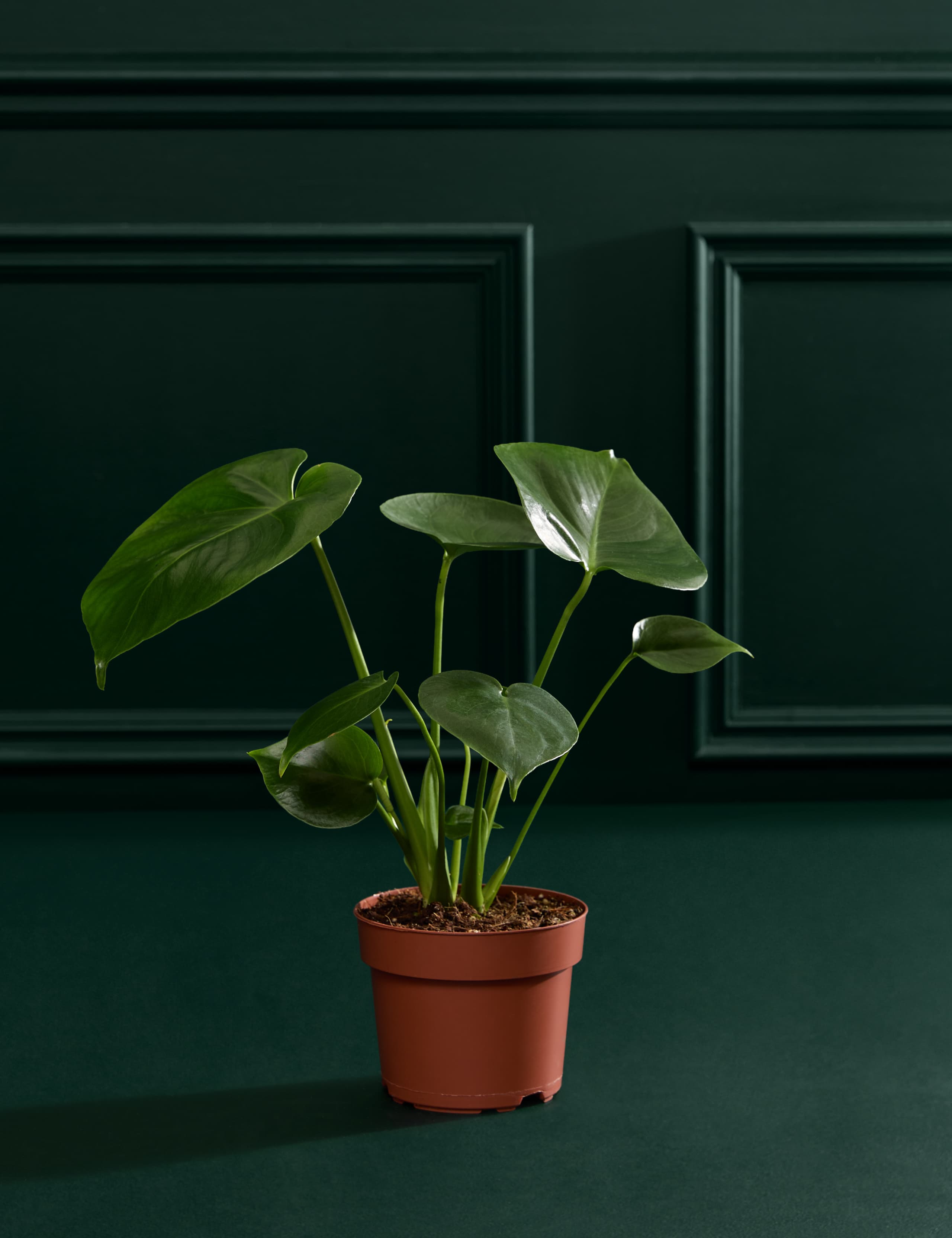 Monstera In Grow Pot 1 of 3