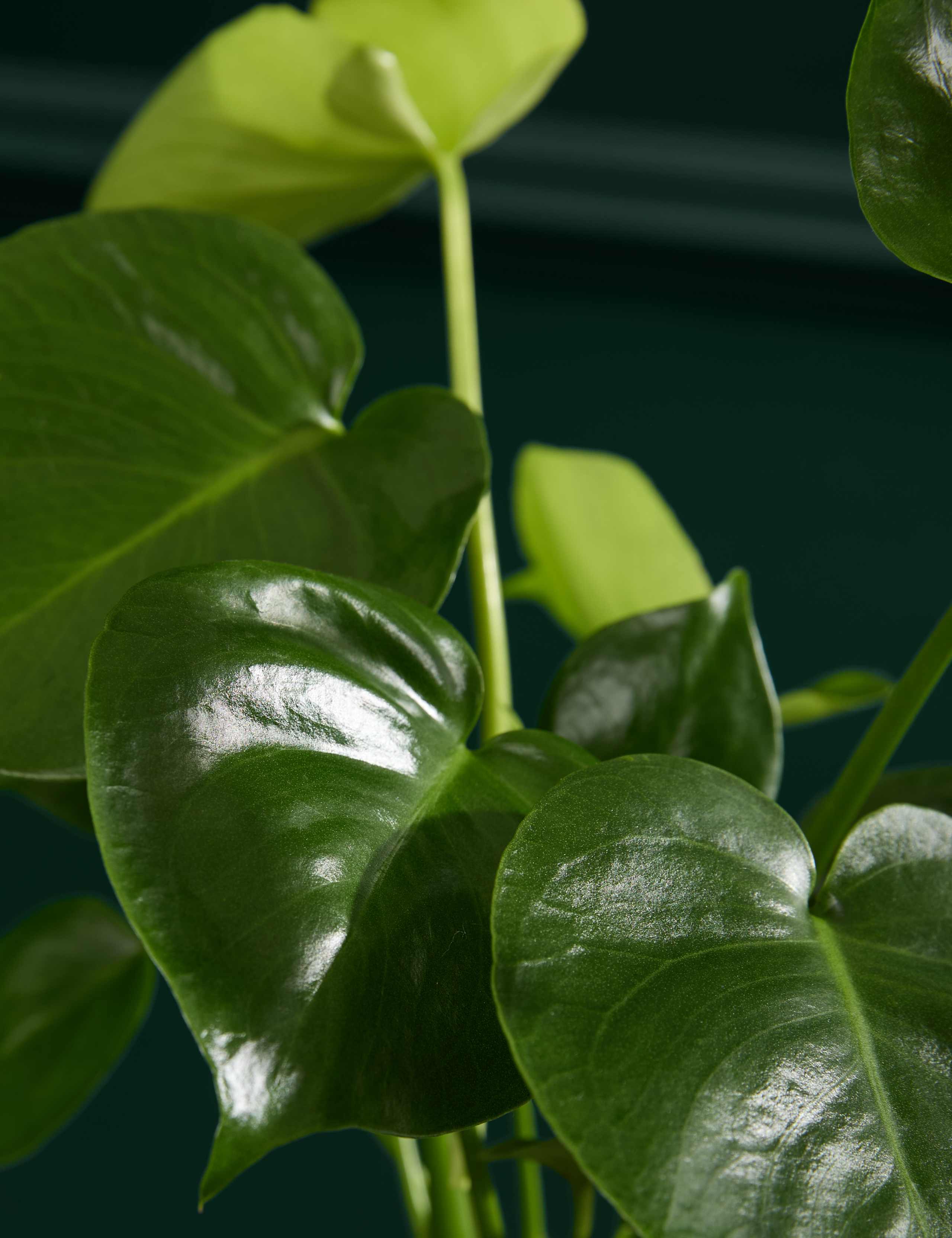 Monstera In Grow Pot 2 of 3
