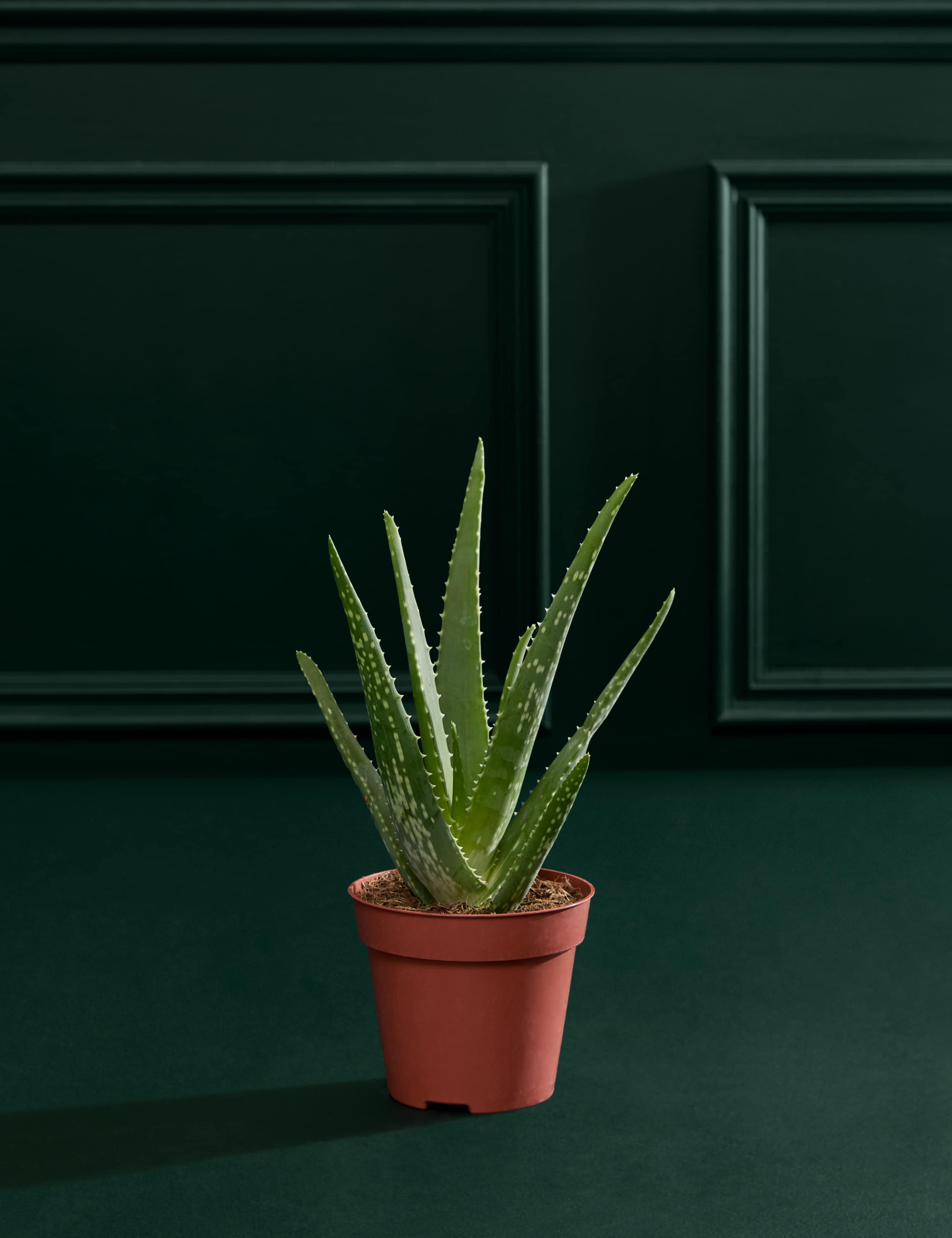 Aloe In Grow Pot 1 of 3