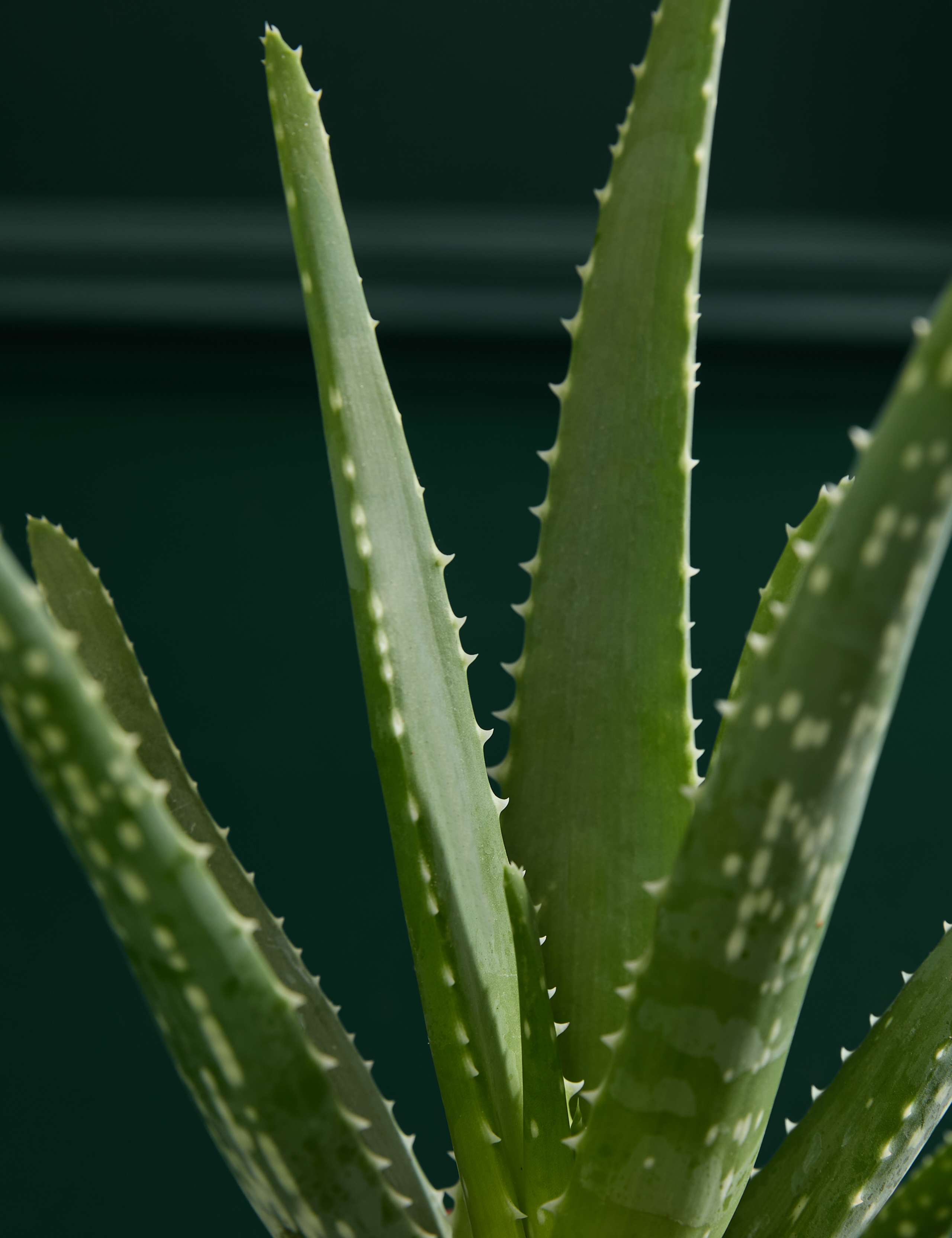 Aloe In Grow Pot 2 of 3