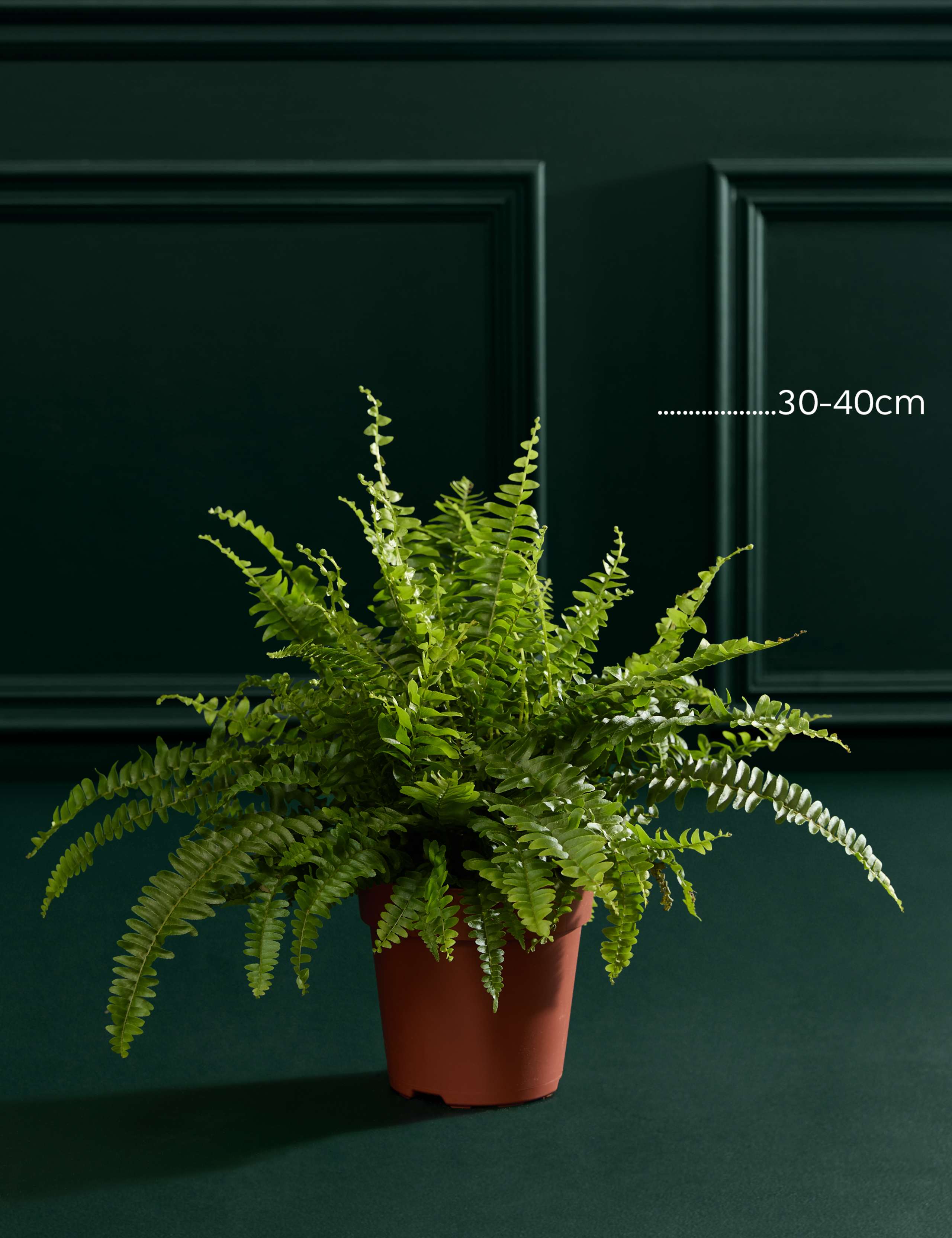 Fern In Grow Pot 3 of 3