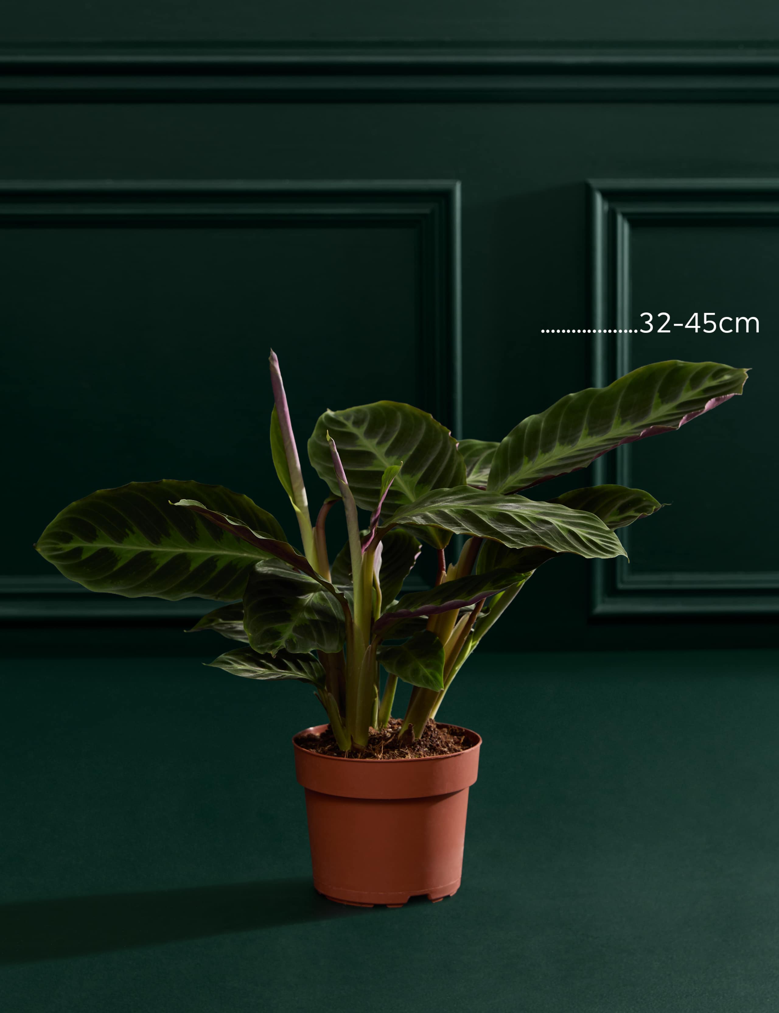 Calathea Warscewiczii In Grow Pot 3 of 3