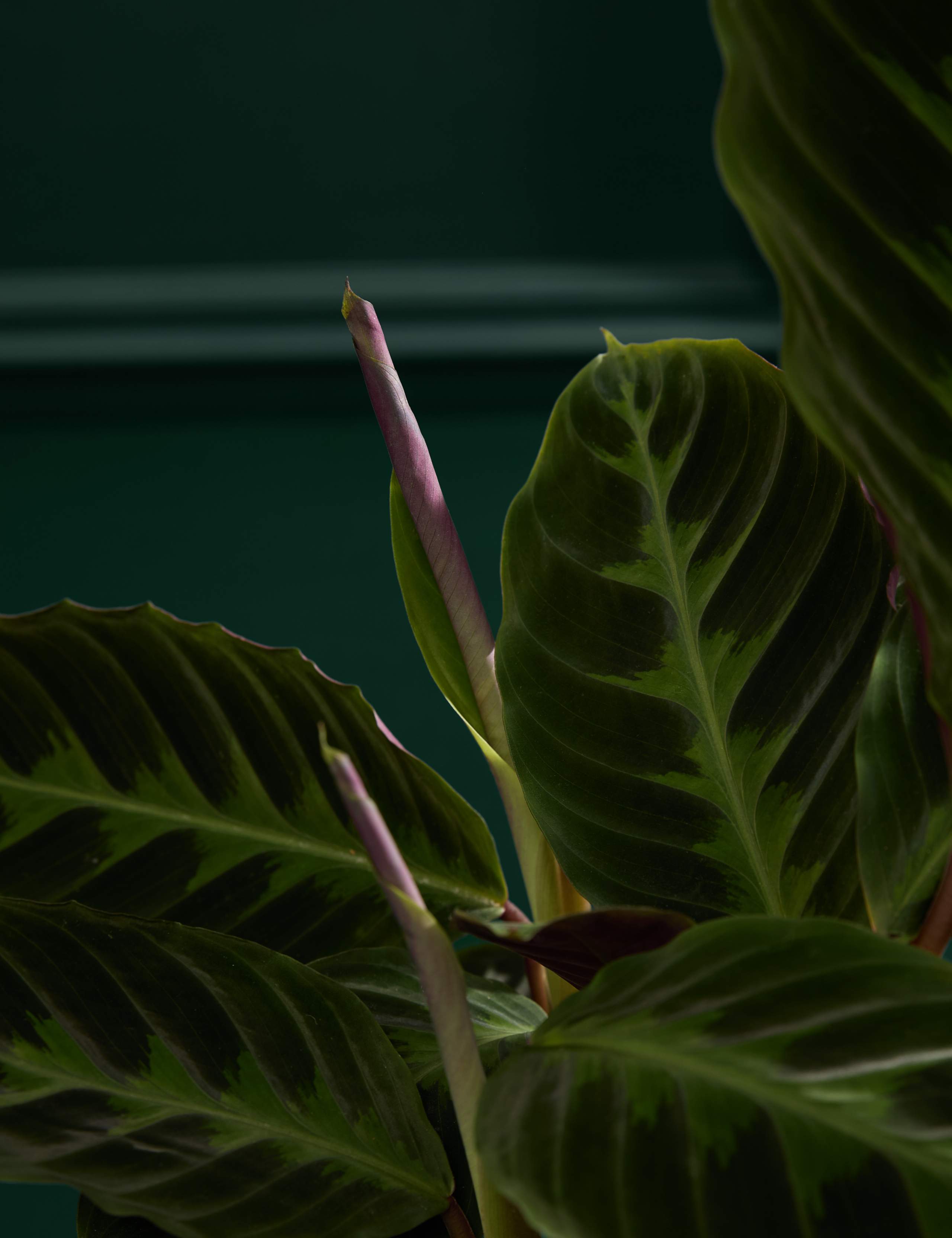 Calathea Warscewiczii In Grow Pot 2 of 3