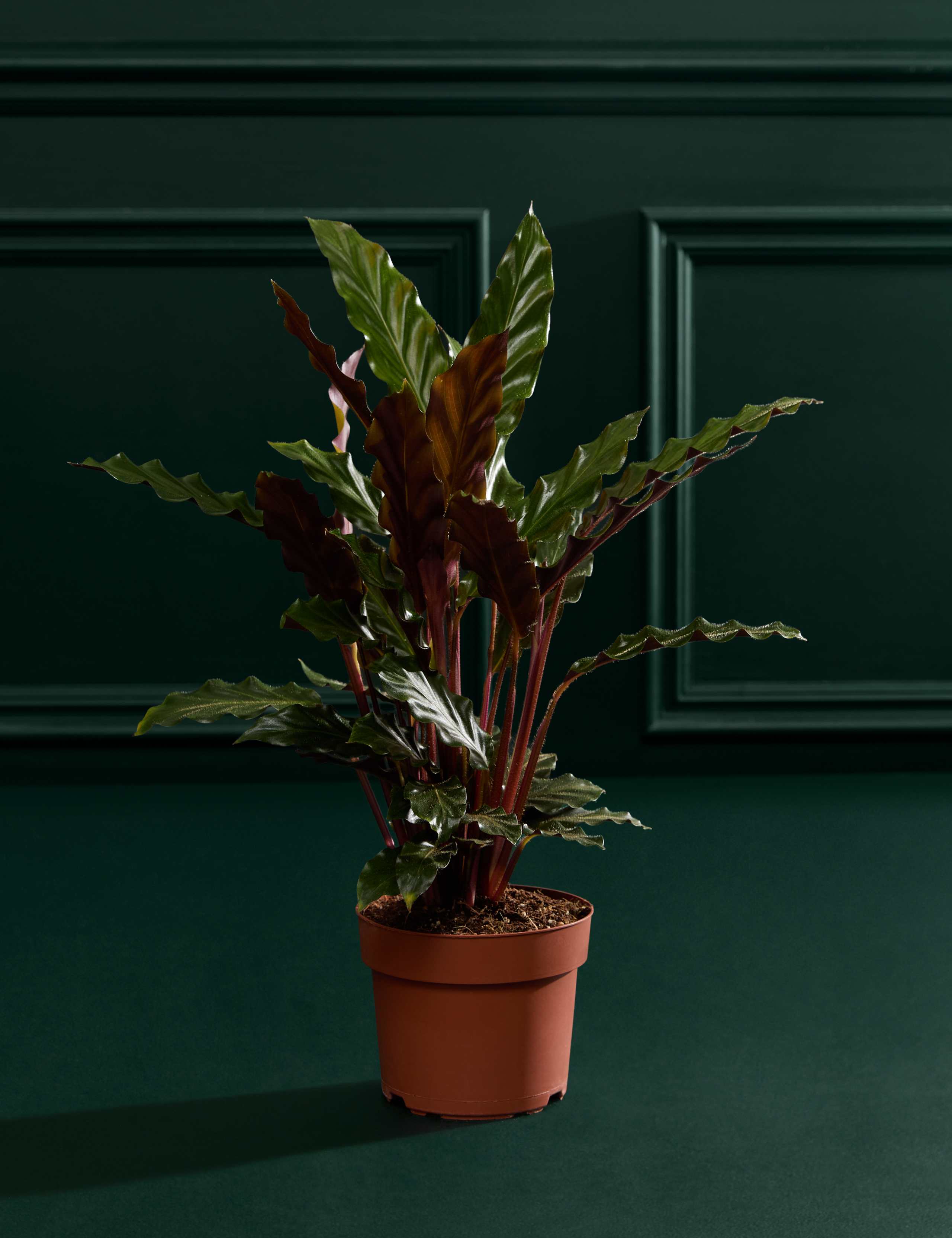 Calathea Rufibarba In Grow Pot 1 of 3