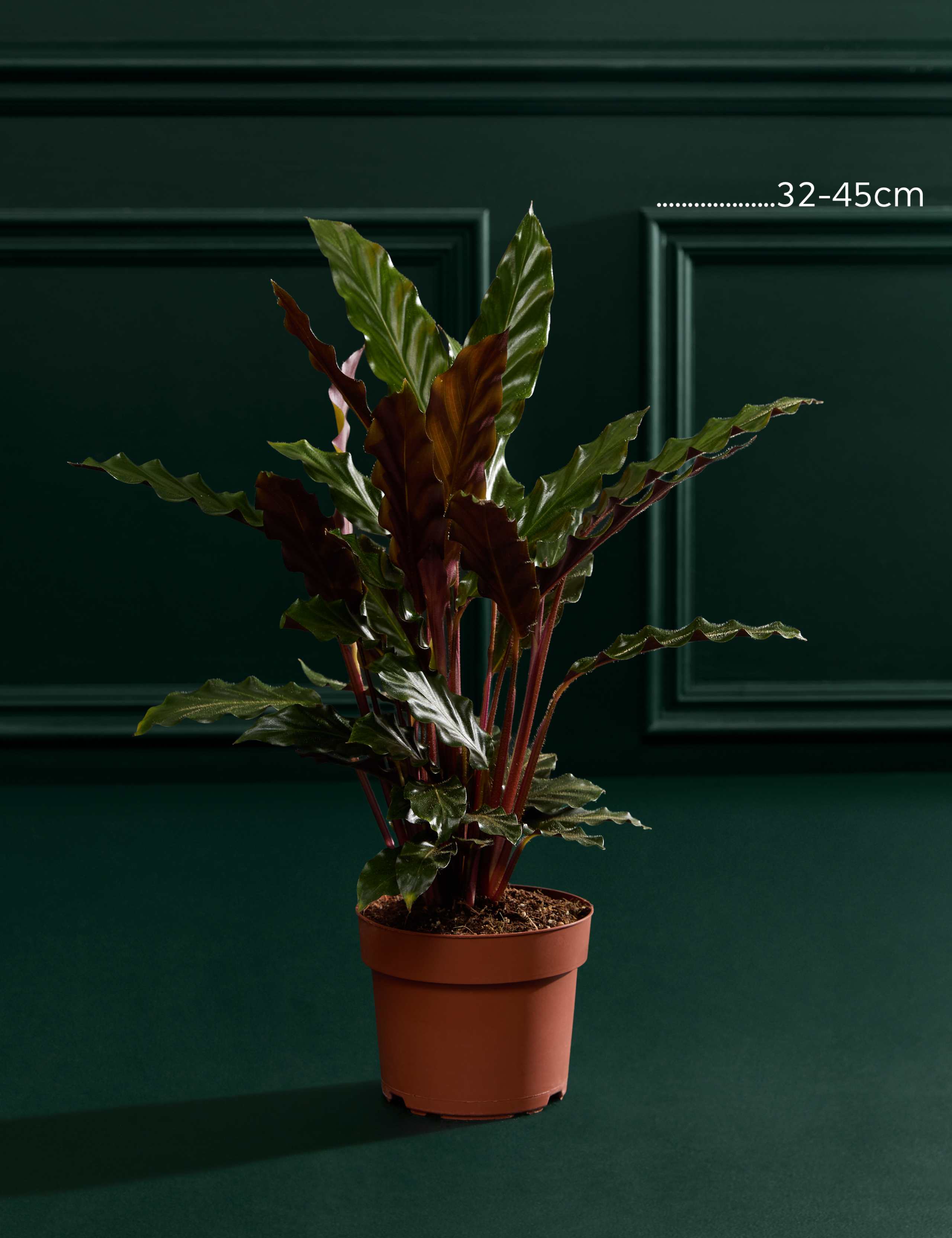 Calathea Rufibarba In Grow Pot 3 of 3