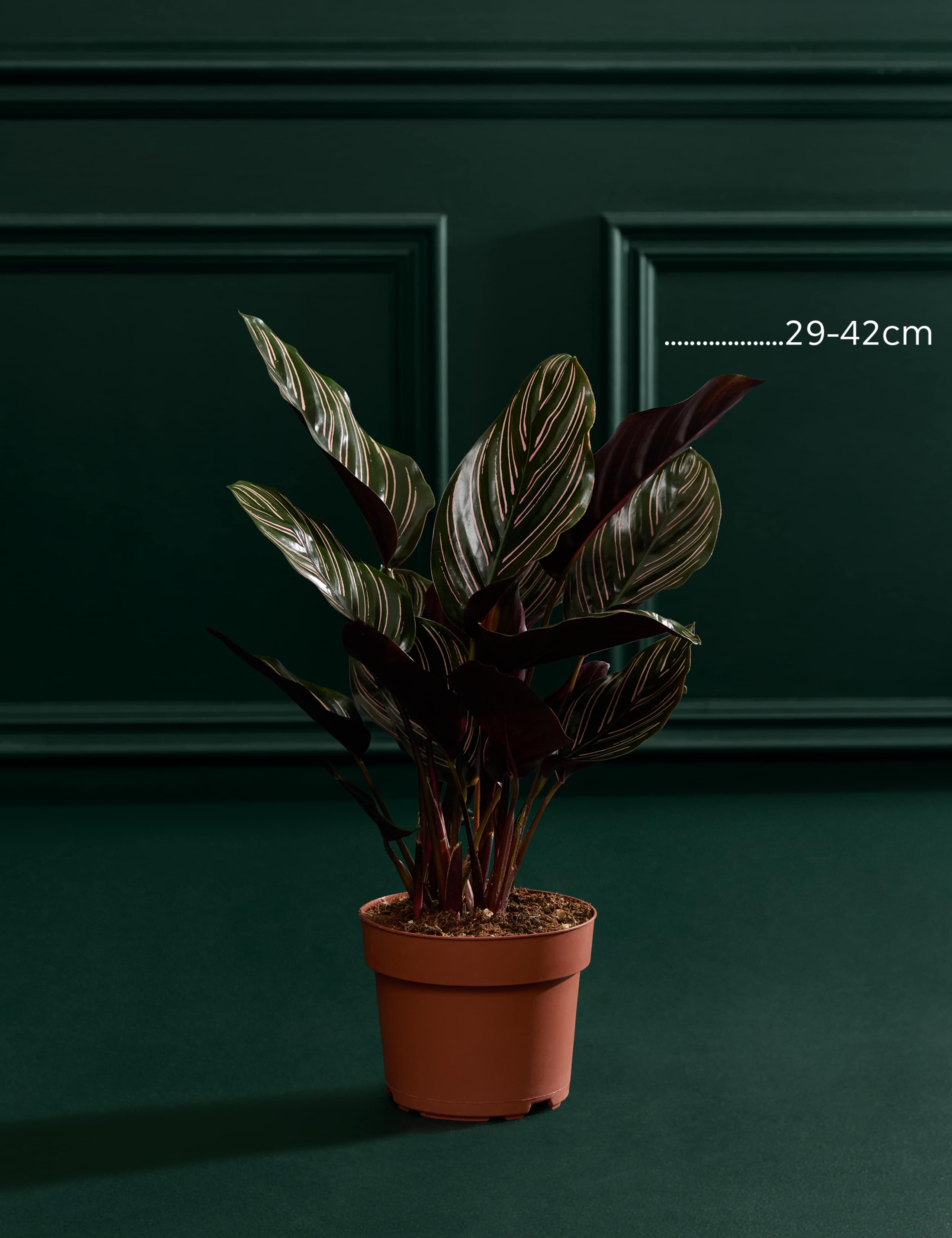 Calathea Ornata  In Grow Pot 3 of 3