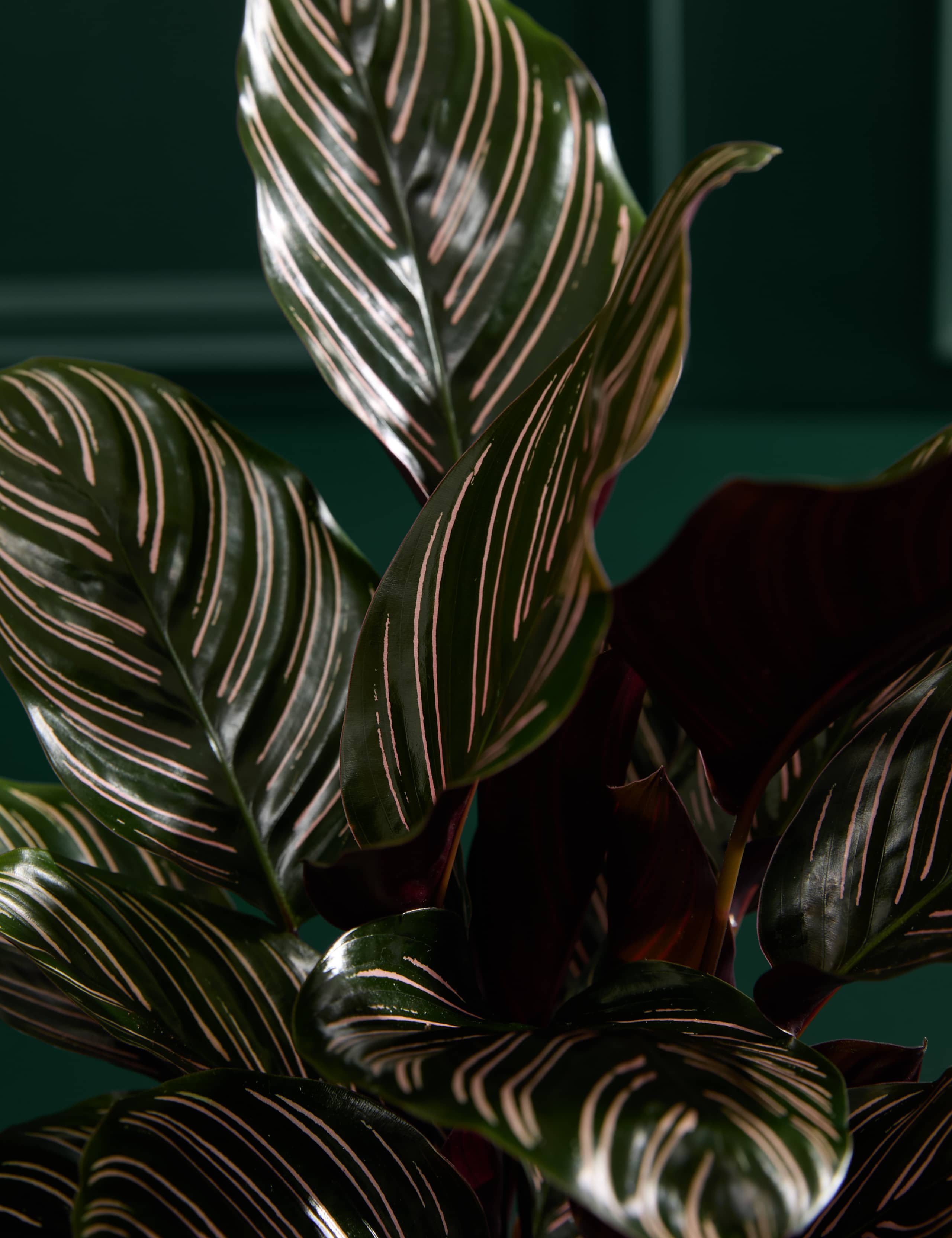 Calathea Ornata  In Grow Pot 2 of 3