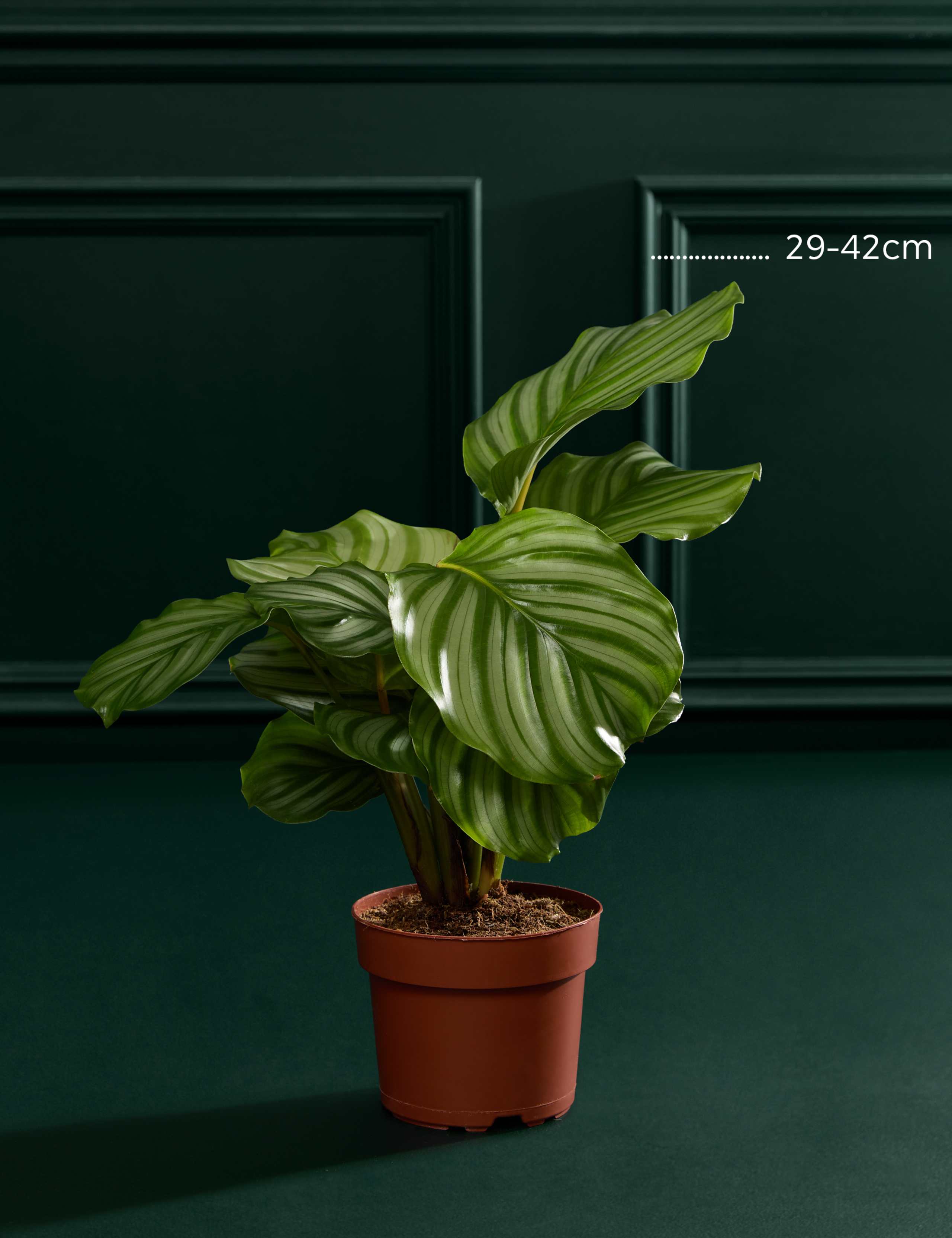 Calathea Orbifolia in Grow Pot 3 of 3