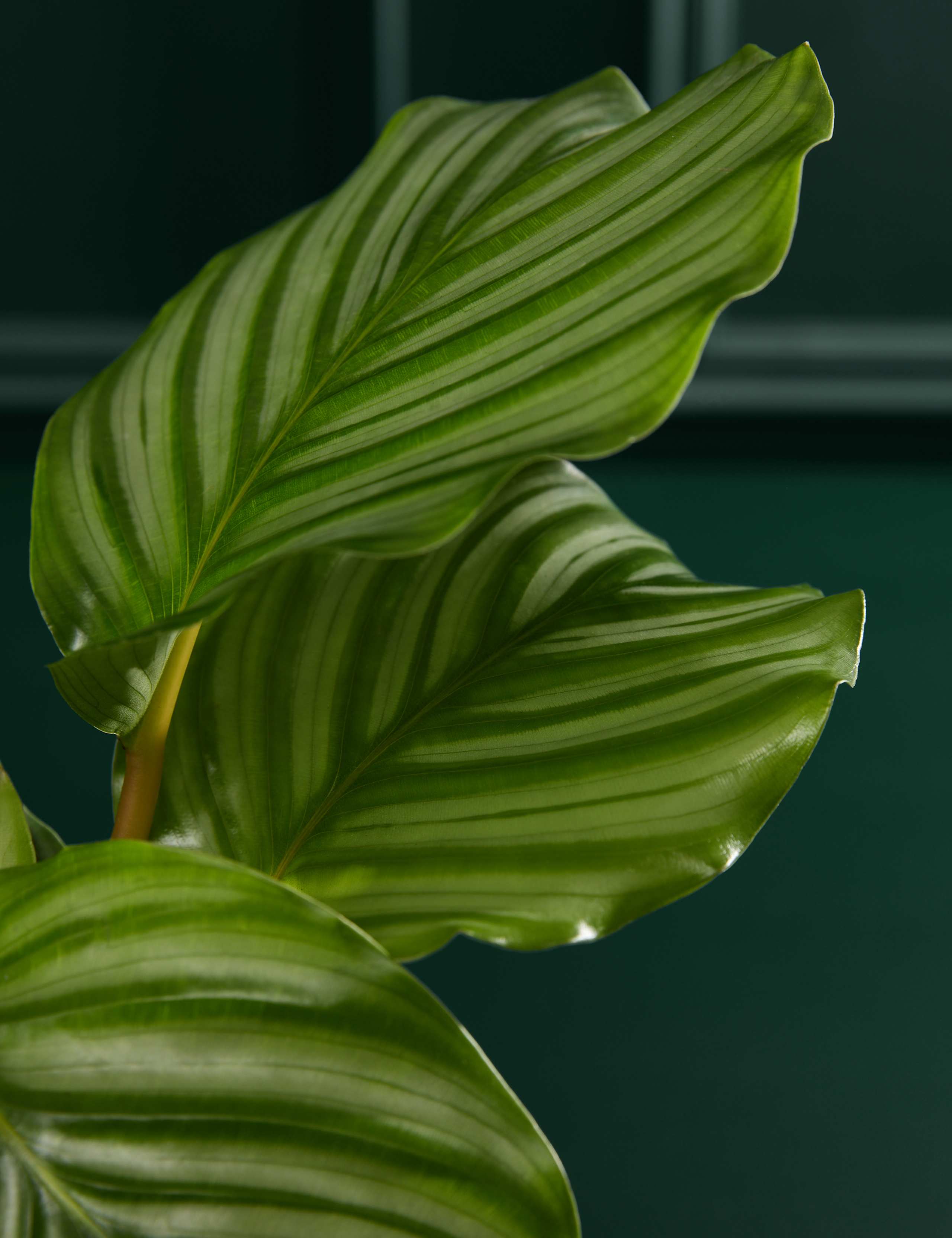Calathea Orbifolia in Grow Pot 2 of 3