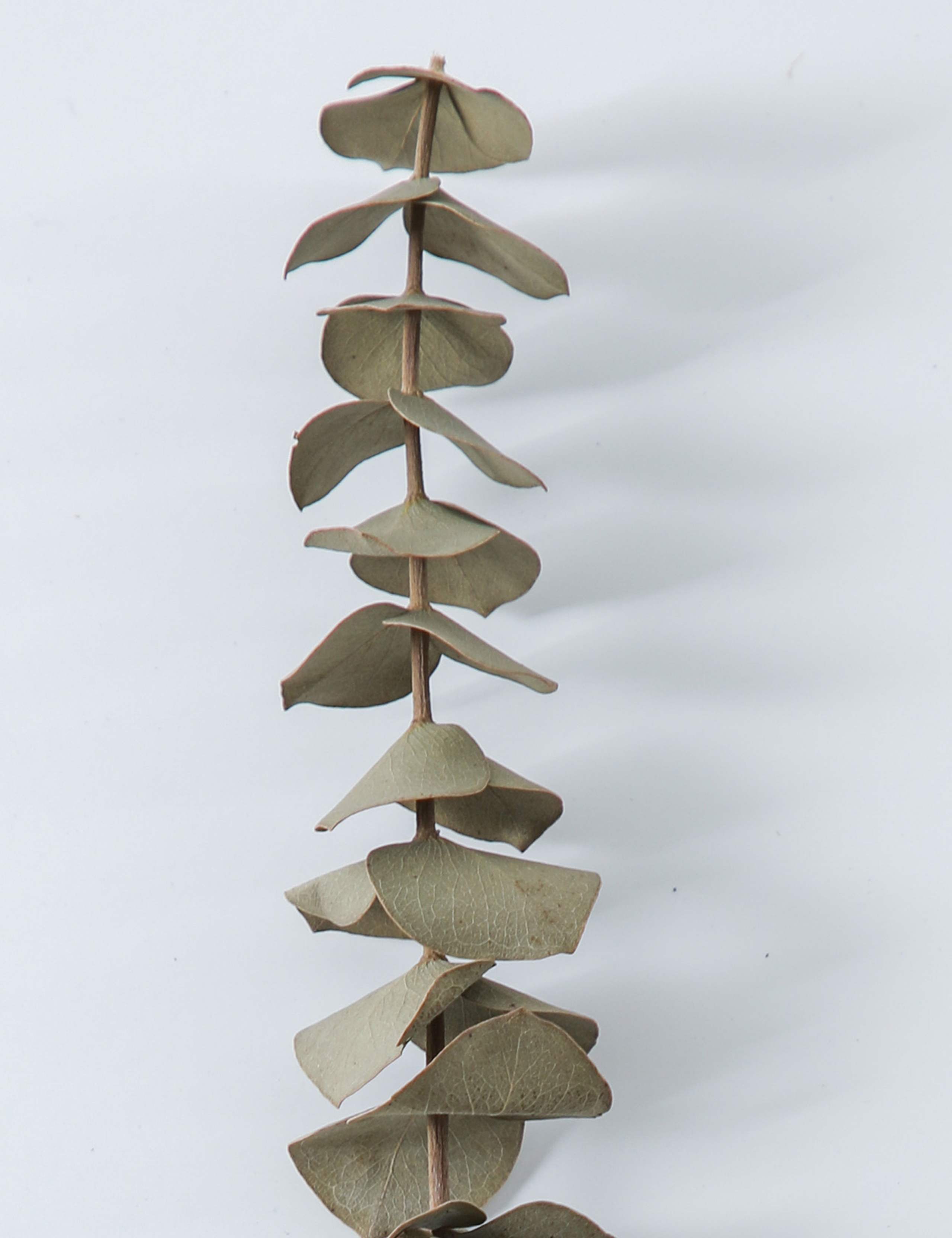 Dried Eucalyptus Bouquet 2 of 3