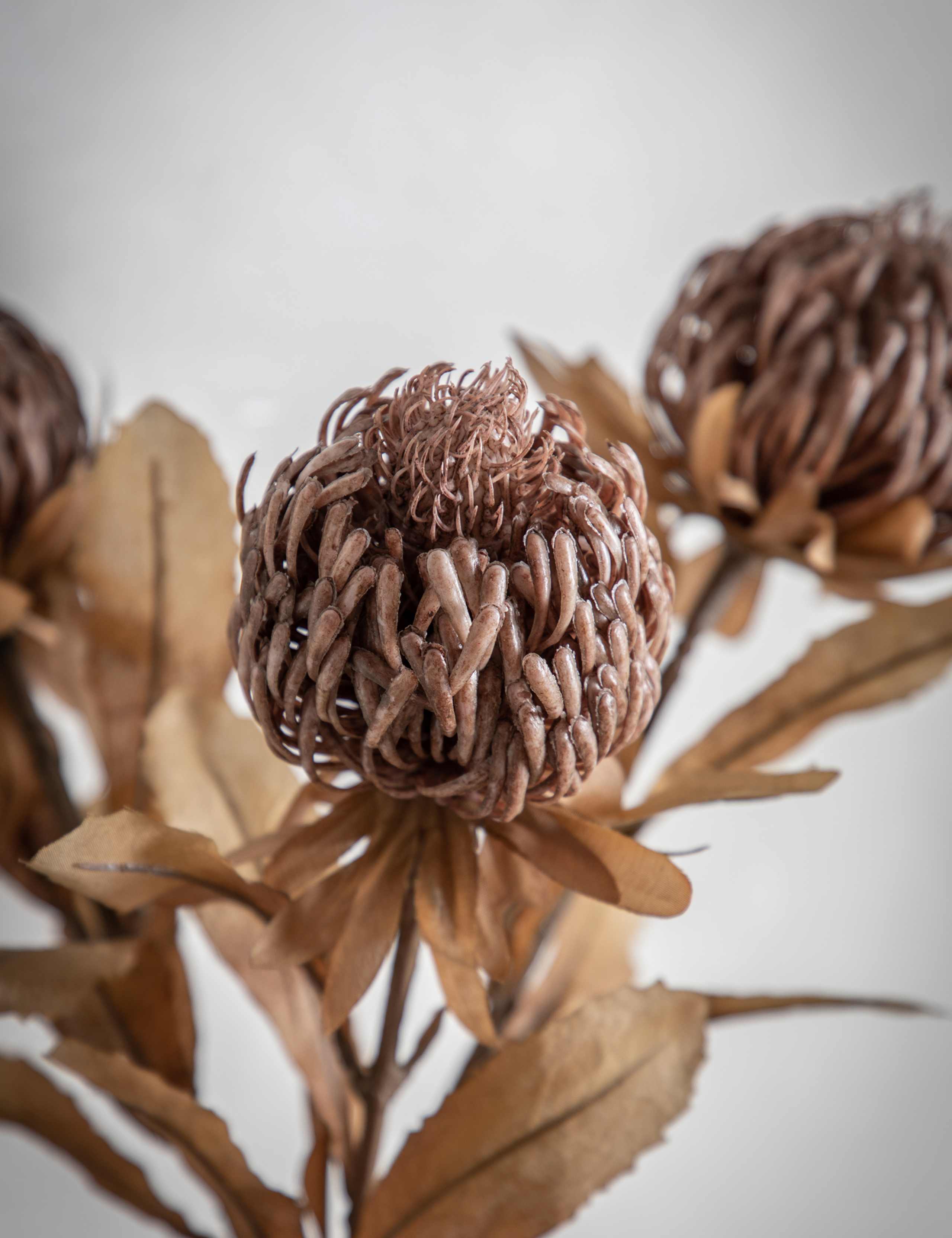 Set of 3 Artificial Dried Protea Single Stems 3 of 3
