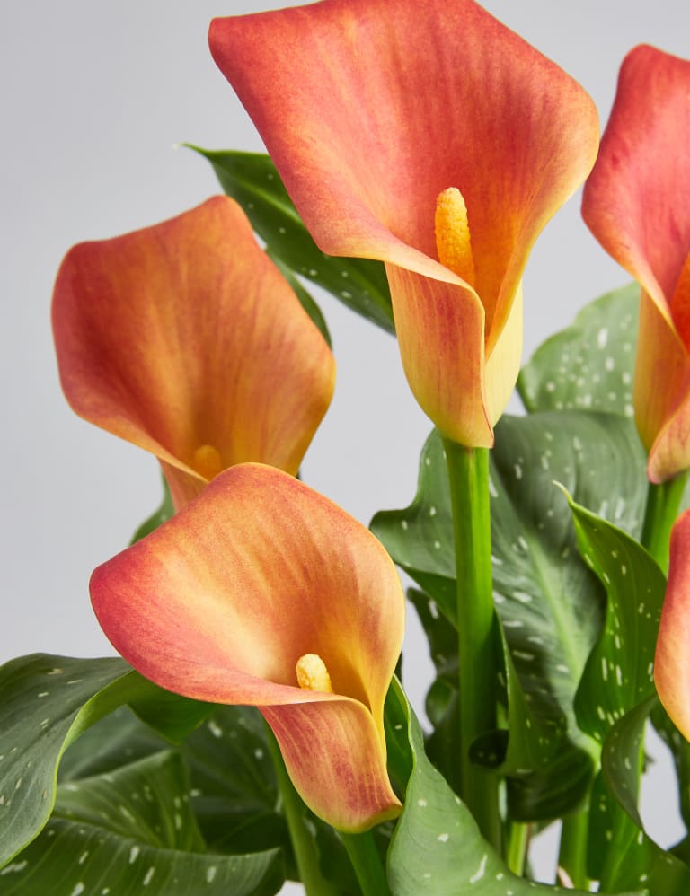 Clarks calla lily on sale