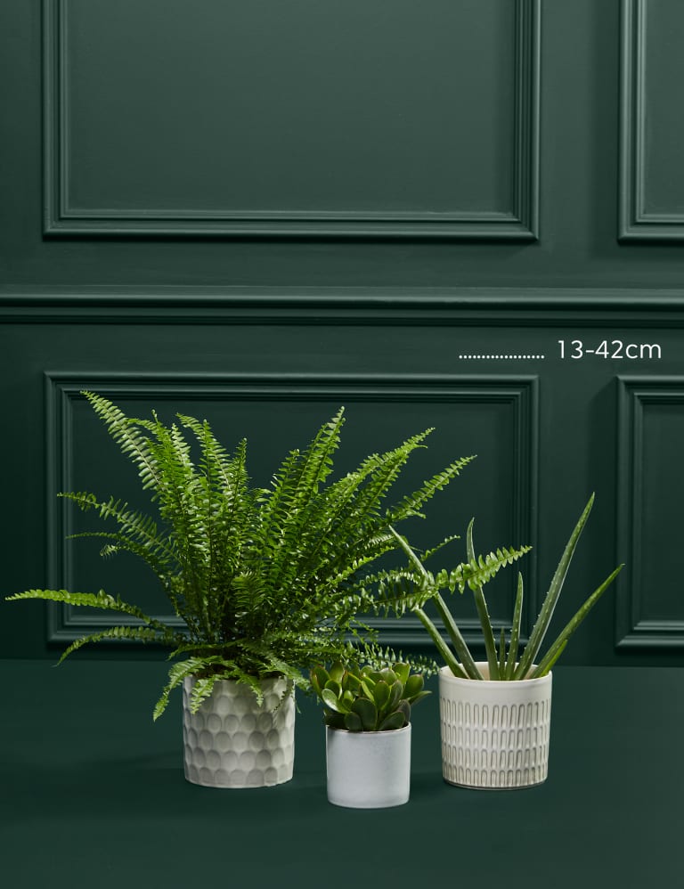 Bathroom Green Plant Bundle | M&S