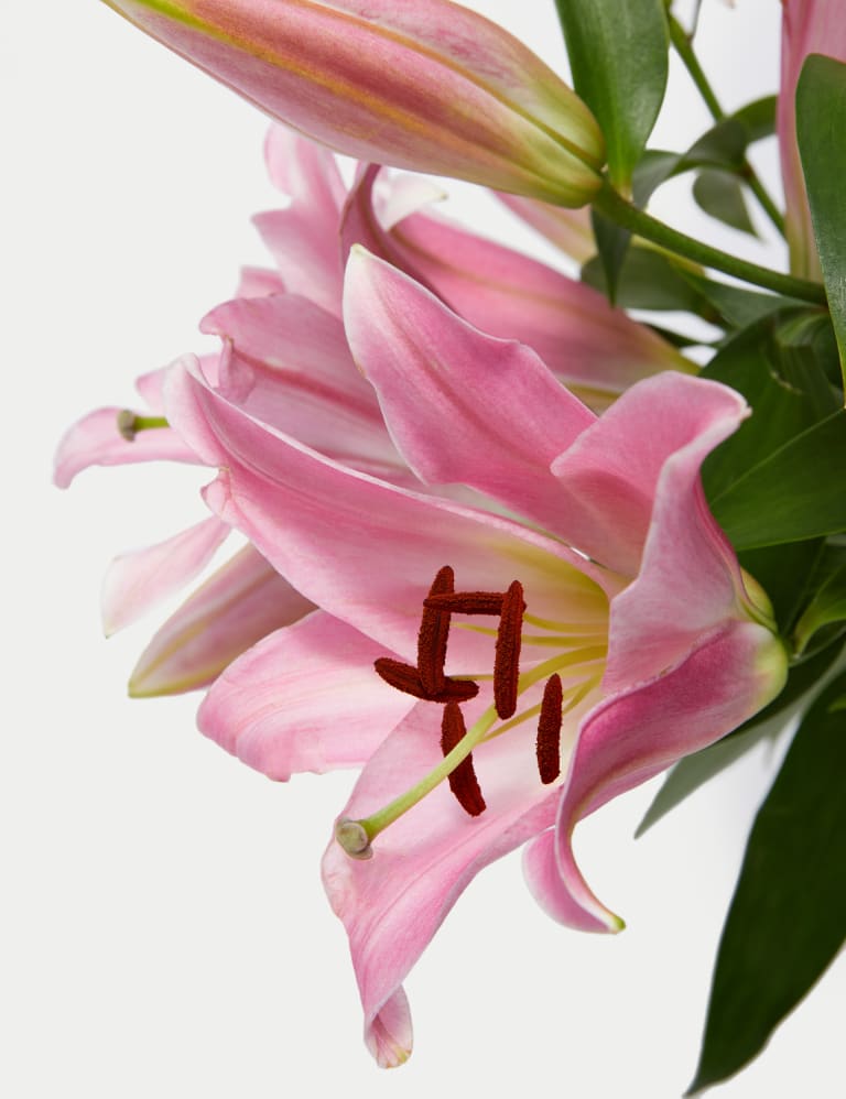 Pink Oriental Lily Abundance 4 of 5