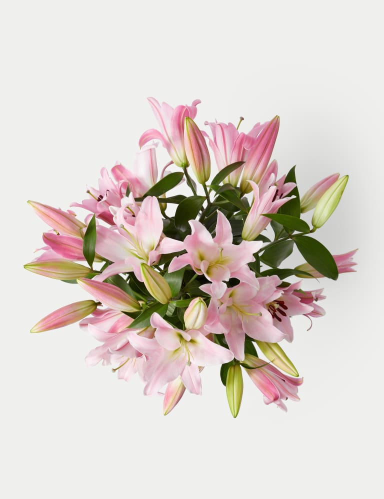 Pink Oriental Lily Abundance 2 of 5